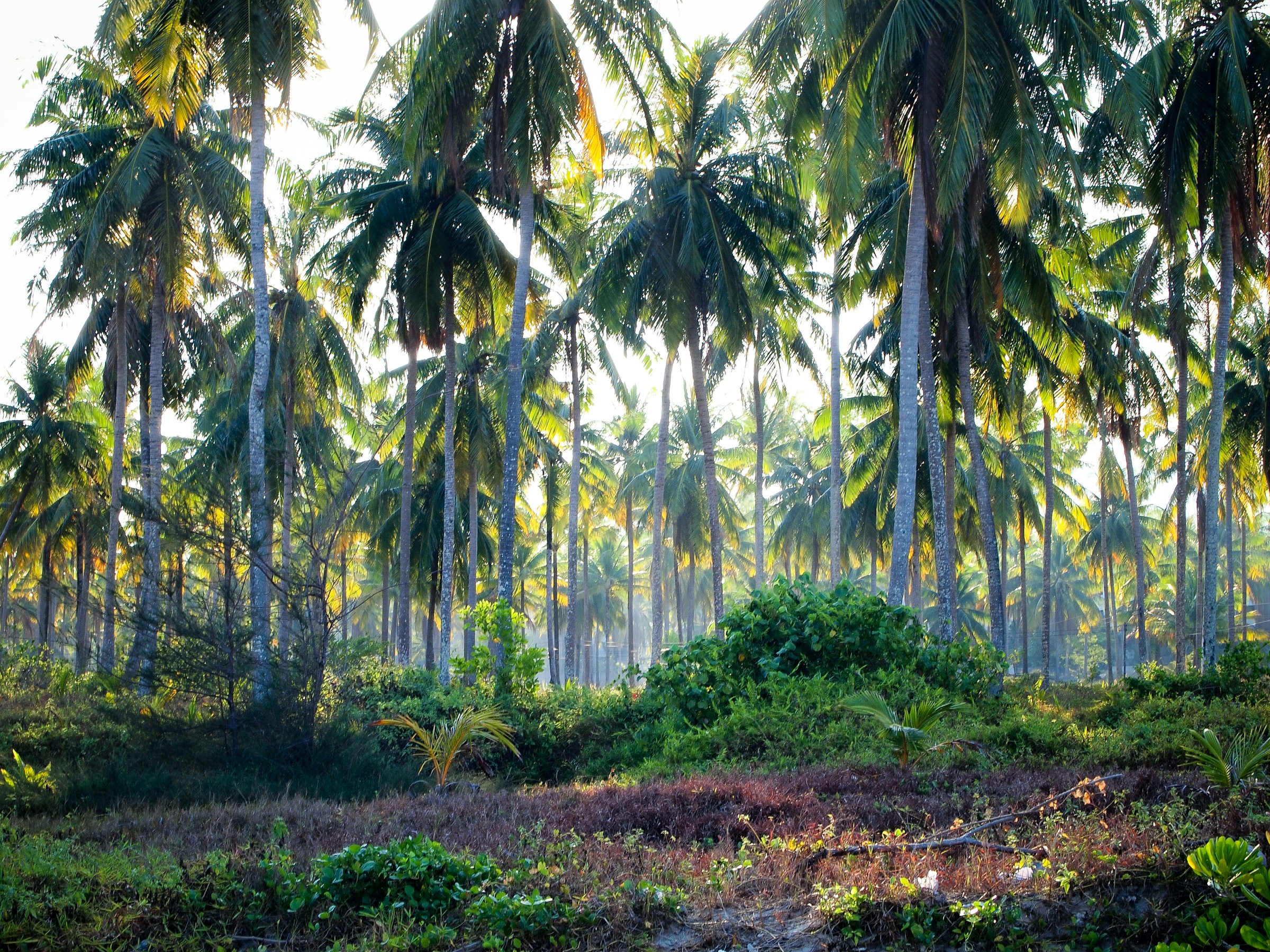 Coconut palm plantation with sunlight falling through the canopy